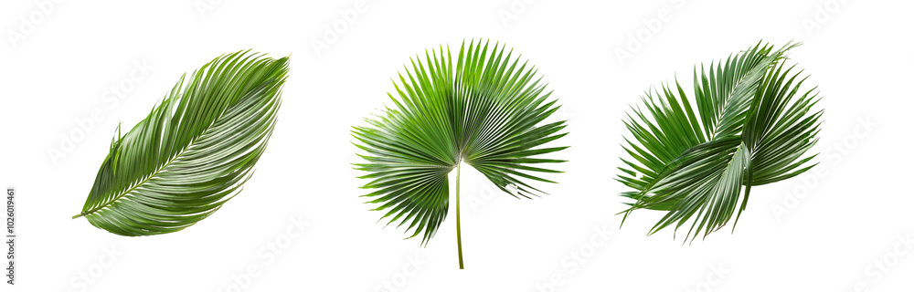 Fototapeta premium Three isolated palm leaves on a white background.