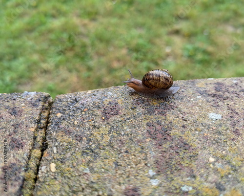 Snail wild animal green brown