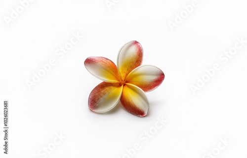 A single plumeria flower with white petals, yellow center and red veins against a white background.