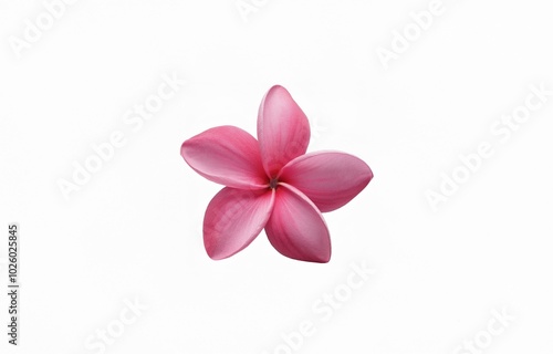 A single, pink flower with five petals, isolated against a white background.