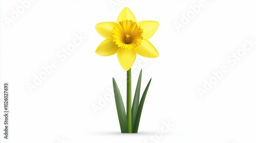 Bright Yellow Daffodil Flower on White Background