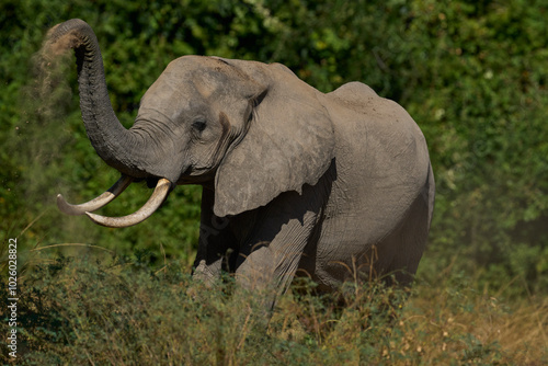 African Elephant (Loxodonta africana) dusting in South Luangwa National Park, Zambia 