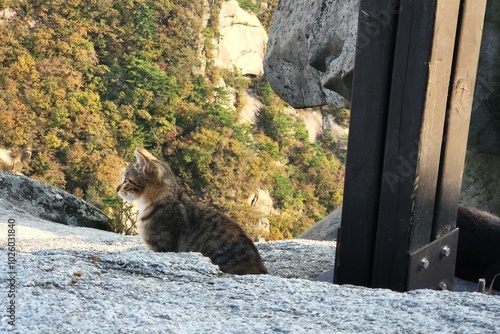 Photography Street wild cats