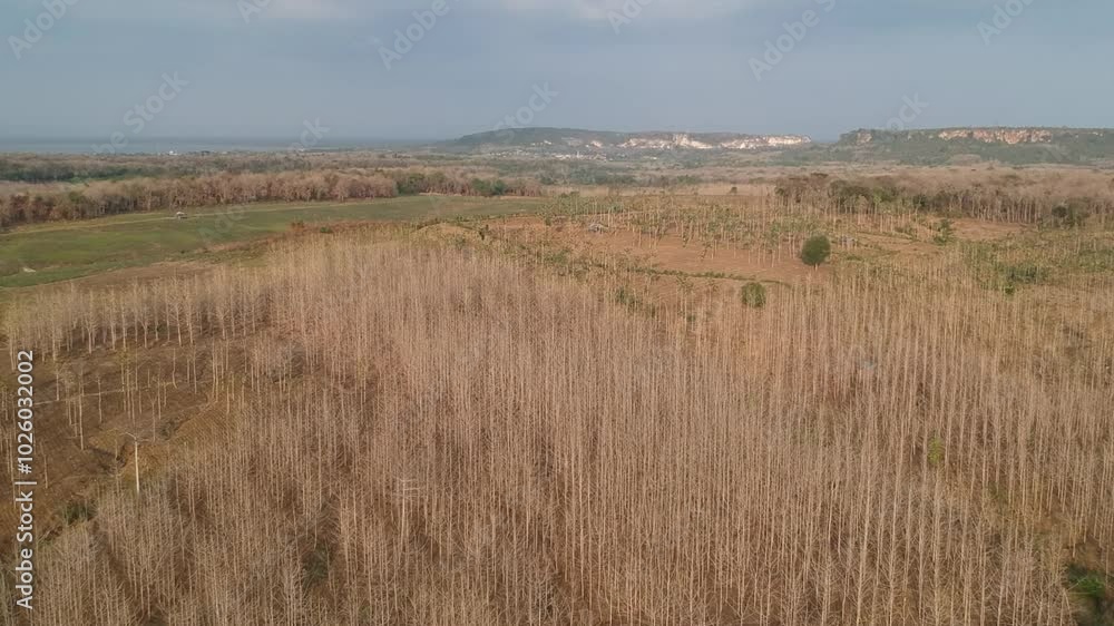 Video of aerial drone views of Asian forests Video of aerial drone views of Asian forests