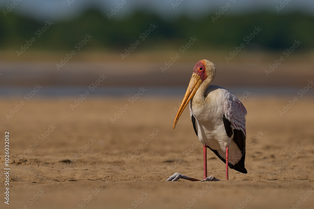 Obraz premium Yellow-billed Stork (Mycteria ibis) on a sand bank in the Luangwa River in South Luangwa National Park, Zambia