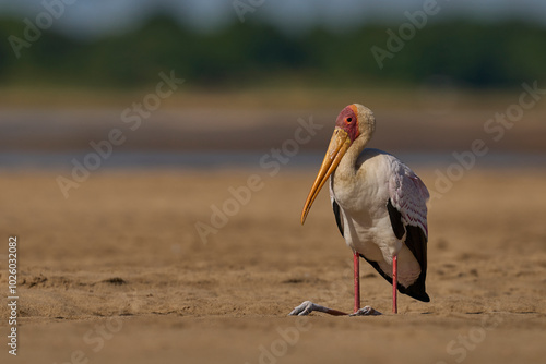 Yellow-billed Stork (Mycteria ibis) on a sand bank in the Luangwa River in South Luangwa National Park, Zambia photo