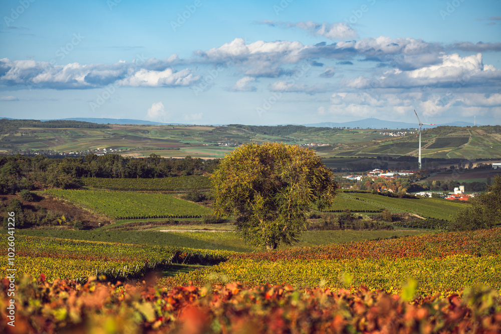 Weinberge Siefersheim, Oktober 2024