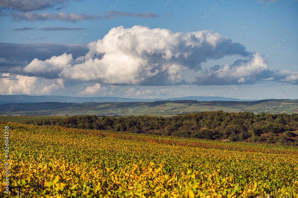 Weinberge Siefersheim, Oktober 2024