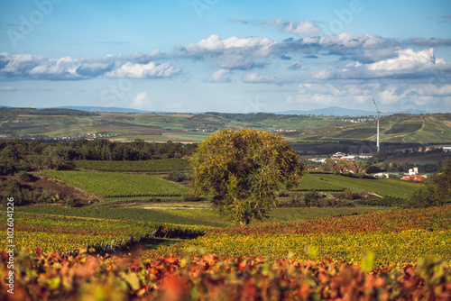 Obraz na płótnie Weinberge Siefersheim, Oktober 2024 w salonie