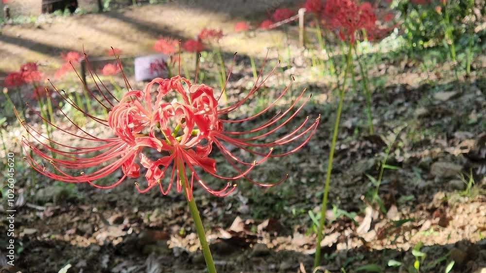 Red Spider lilies sway in a breeze. Cluster amaryllis, Spider Lilies. Red spider lily or cluster amaryllis flowers Close-up in the garden. Autumn background.