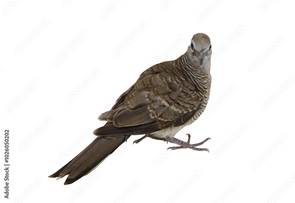 Brown dove isolated on transparent background Brown dove isolated on transparent background