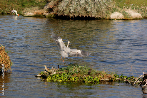 Grey heron flying over the water near reeds photo