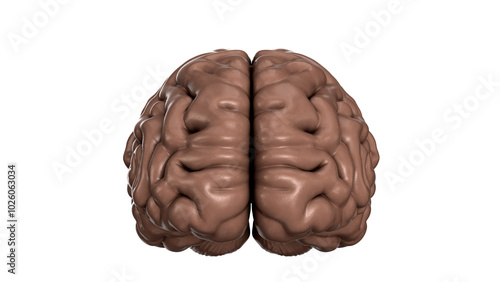 Brain 3d real