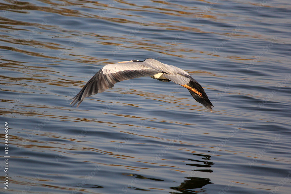 Grey heron flying over the water near reeds Grey heron flying over the water near reeds