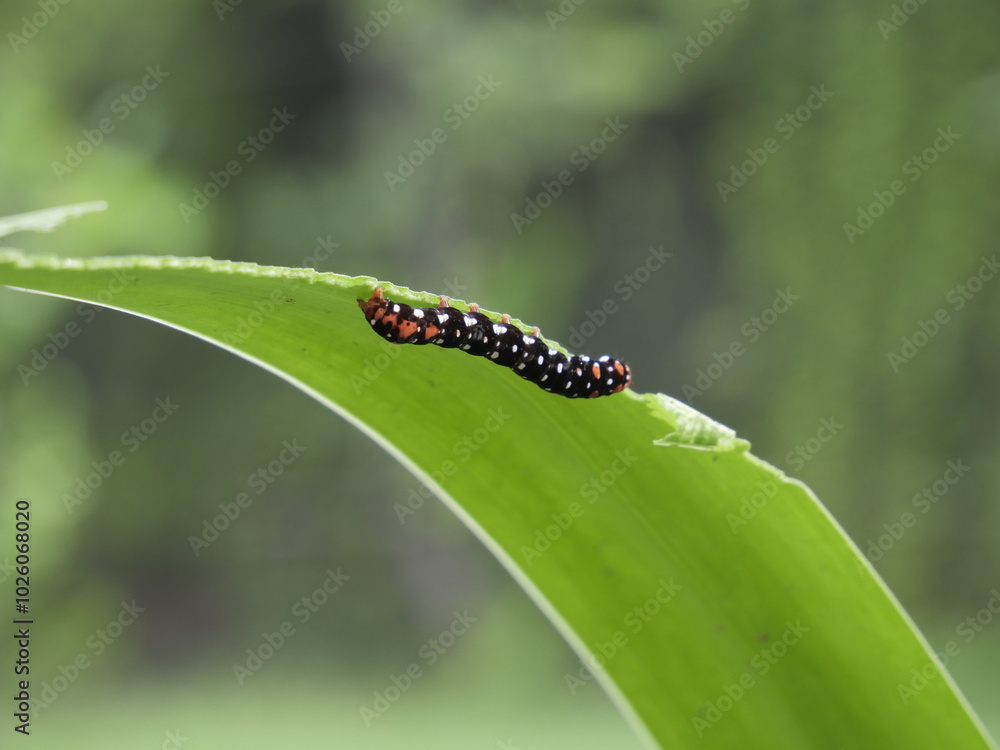 Polytela gloriosae or Indian Lily Moth eating leaf Polytela gloriosae or Indian Lily Moth eating leaf