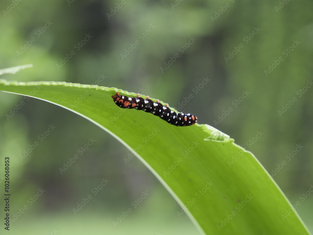 Fototapeta premium Polytela gloriosae or Indian Lily Moth eating leaf