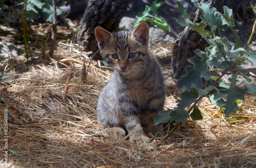 gato montés en el bosque