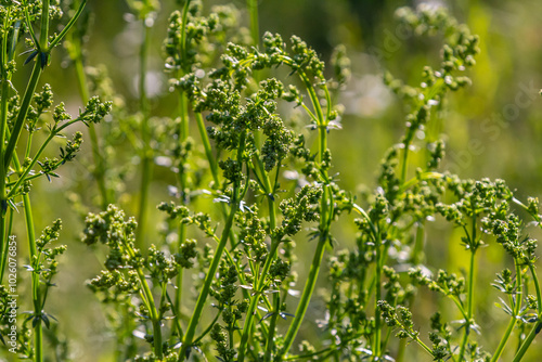 Beautiful blooming white bedstraw in June, galium album