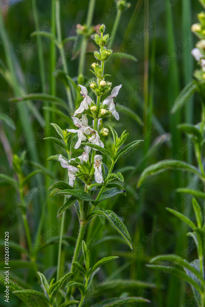 Flower stalk of the woundwort Stachys sp. in May Flower stalk of the woundwort Stachys sp. in May