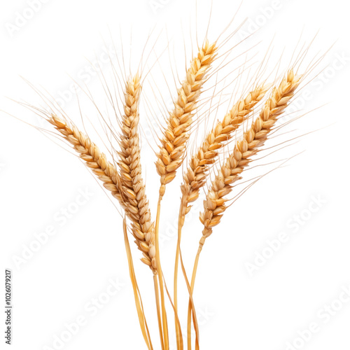 Golden Wheat Stalks with Grains Against White Background