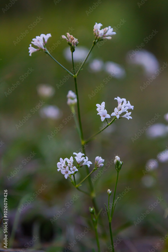 Macro photo of a dyer woodruff flower, Asperula tinctoria Macro photo of a dyer woodruff flower, Asperula tinctoria