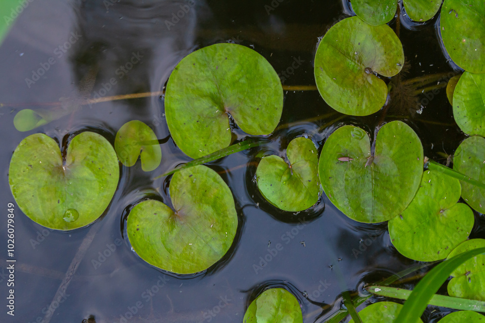 Hydrocharis morsus-ranae, frogbit, is a flowering plant belonging to the genus Hydrocharis in the family Hydrocharitaceae. It is a small floating plant resembling a small water lily Hydrocharis morsus-ranae, frogbit, is a flowering plant belonging to the genus Hydrocharis in the family Hydrocharitaceae. It is a small floating plant resembling a small water lily