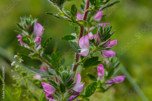 In the wild, Ononis arvensis blooms in the meadow photo