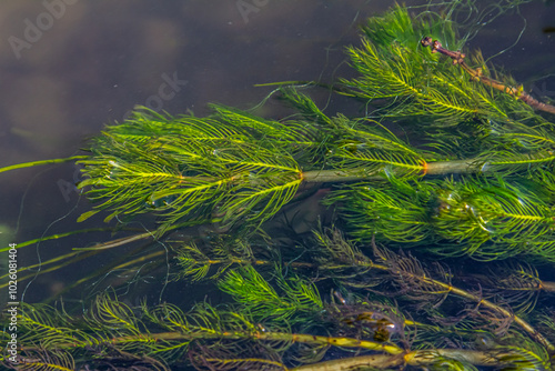 Ceratophyllum demersum aquatic plant in a stream photo