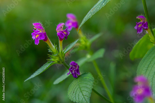 Common Hemp nettle, Galeopsis tetrahit .Bifid hemp-nettle Galeopsis bifida. Plant in the family Lamiaceae with pink flowers, the lowest lobe of which is notched photo