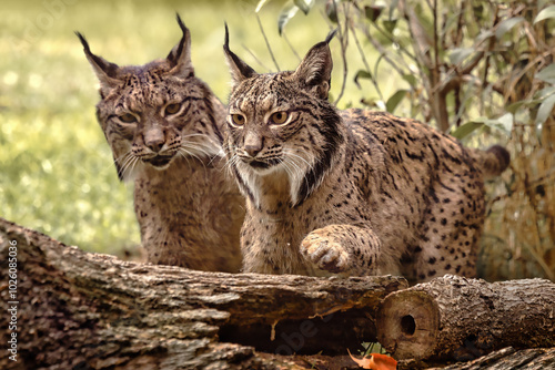 Pair of Iberian lynxes behind a log