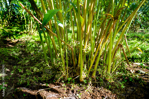 Cardamom plantation in new hope, Gudallur - Tamil Nadu photo