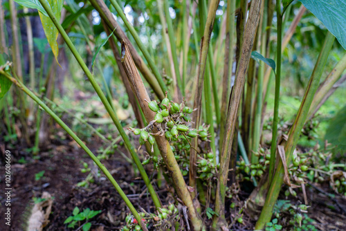 Cardamom plantation in new hope, Gudallur - Tamil Nadu