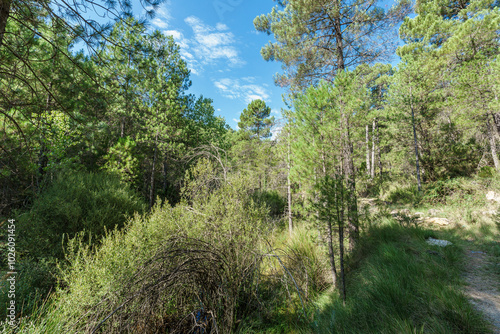 Camino forestal en Sierra de Javalambre, Teruel photo