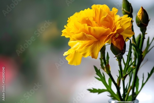 Vibrant yellow marigold bouquet in soft natural light.