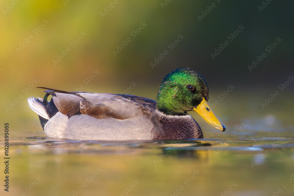 mallard duck on the surface of a pond in the morning light mallard duck on the surface of a pond in the morning light