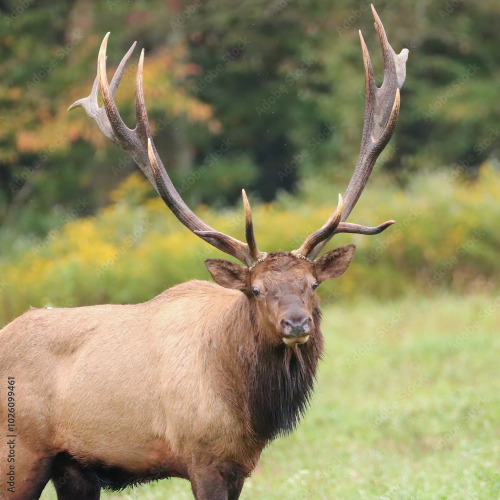 Huge Elk Bull Royal Imperial Monarch Antlers Autumn Rut Huge Elk Bull Royal Imperial Monarch Antlers Autumn Rut