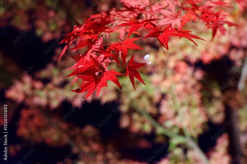 Vibrant red maple leaves captured during autumn, showcasing nature's vivid colors and tranquil beauty in a serene outdoor setting. Vibrant red maple leaves captured during autumn, showcasing nature's vivid colors and tranquil beauty in a serene outdoor setting.