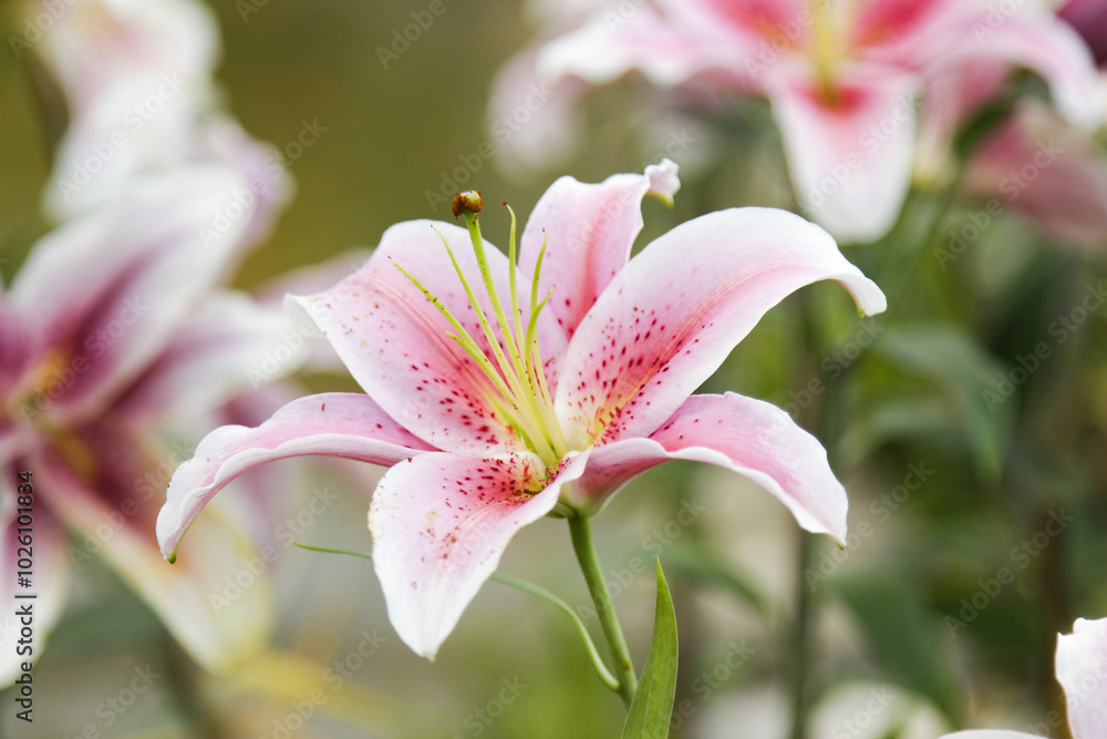Close-up of a beautiful pink lily in full bloom, showcasing delicate petals and vibrant colors in a natural garden setting. Close-up of a beautiful pink lily in full bloom, showcasing delicate petals and vibrant colors in a natural garden setting.