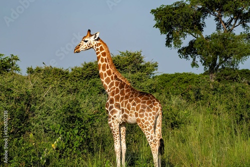 Giraffe in the savannah of the Murchison Falls National Park in Uganda