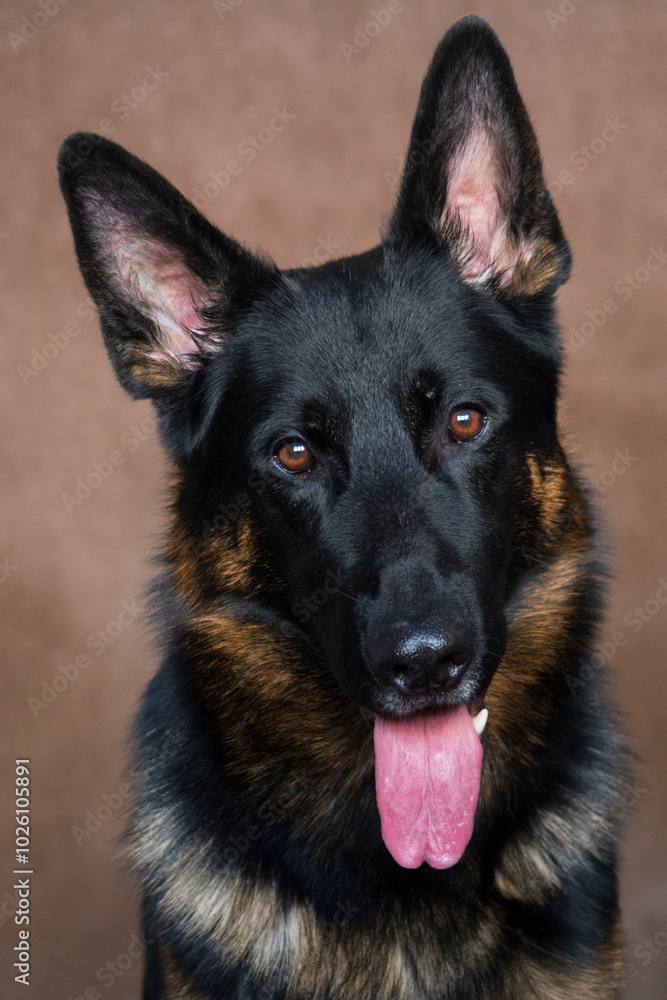 Vertical Portrait of German Shepherd Dog on Brown Background Vertical Portrait of German Shepherd Dog on Brown Background