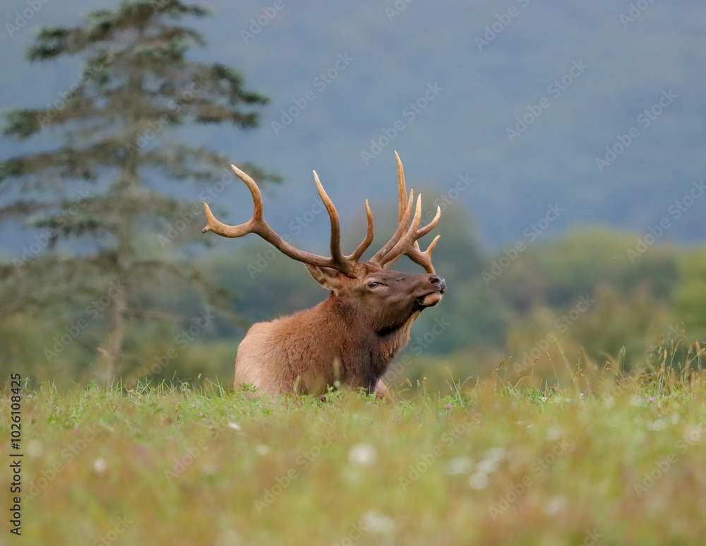 Sacrificial Lamb Elk Bull Once Known as Handlebars Gentle Non Typical Antlers Sacrificial Lamb Elk Bull Once Known as Handlebars Gentle Non Typical Antlers
