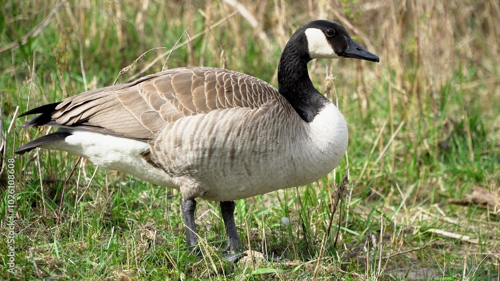 Graceful Goose Standing On Lush Green Grass By The Edge Of A Serene River, Surrounded By The Beauty Of Nature, Creating A Peaceful And Idyllic Scene That Showcases Harmony Between Wildlife And Its Hab Graceful Goose Standing On Lush Green Grass By The Edge Of A Serene River, Surrounded By The Beauty Of Nature, Creating A Peaceful And Idyllic Scene That Showcases Harmony Between Wildlife And Its Hab