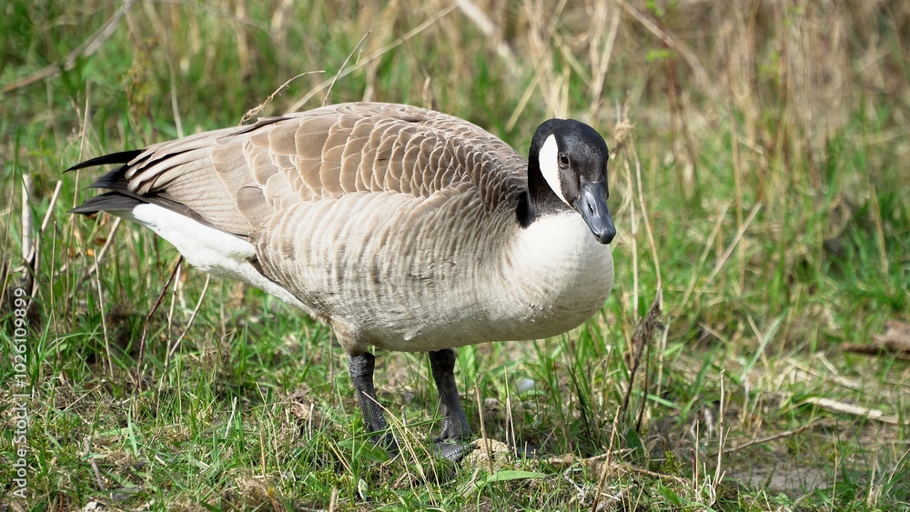 A Graceful Goose Standing Calmly Near The Riverbank, Surrounded By Lush Greenery And Reflective Waters, Capturing The Peaceful Essence Of Wildlife In Harmony With Its Natural Environment. A Graceful Goose Standing Calmly Near The Riverbank, Surrounded By Lush Greenery And Reflective Waters, Capturing The Peaceful Essence Of Wildlife In Harmony With Its Natural Environment.