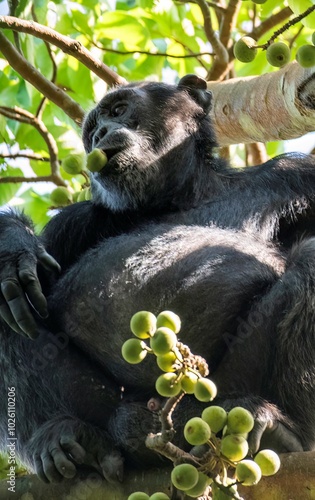 Chimpanzee on a fig tree at the Budongo forest in Murchison falls national park in Uganda photo