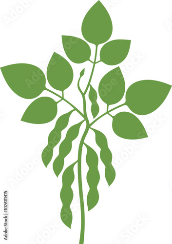 Soybean silhouette. Isolated soybean on white background