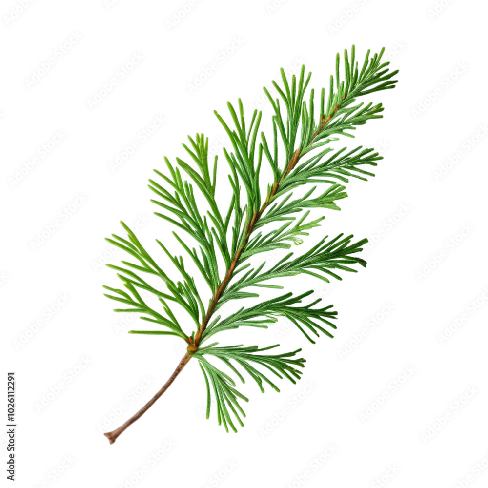 Close-up of green conifer branch isolated, Ai Generation Close-up of green conifer branch isolated, Ai Generation