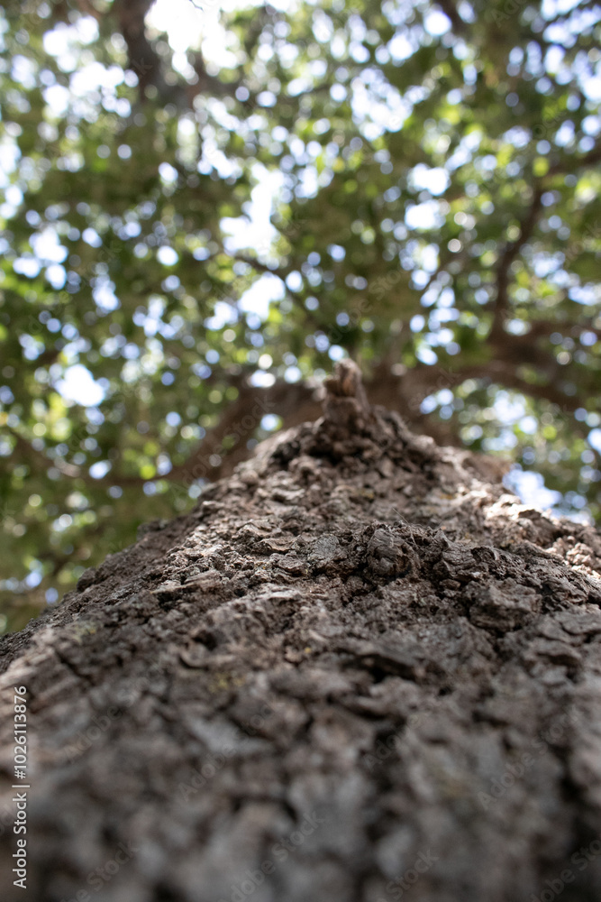 Looking up at a towering tree during the day, showcasing its textured bark and lush green leaves Looking up at a towering tree during the day, showcasing its textured bark and lush green leaves