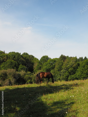 Cheval dans un champs