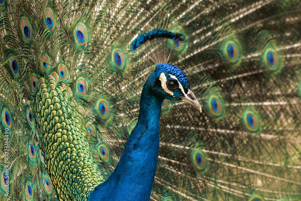 Obraz premium A peacock displaying its vibrant feathers in a sunny garden during the early morning hours