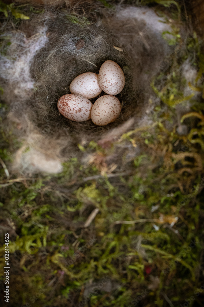 Nest with four speckled eggs surrounded by moss and fibers in a natural setting during the day Nest with four speckled eggs surrounded by moss and fibers in a natural setting during the day